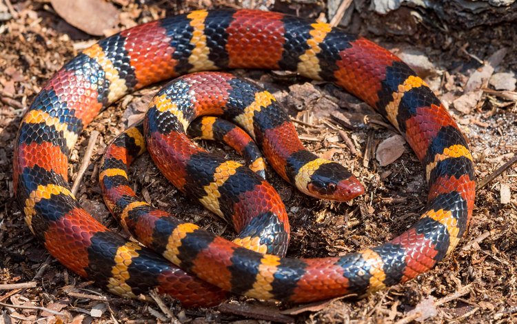 красная, змея, полосатая, lampropeltis triangulum elapsoides, red, snake, striped
