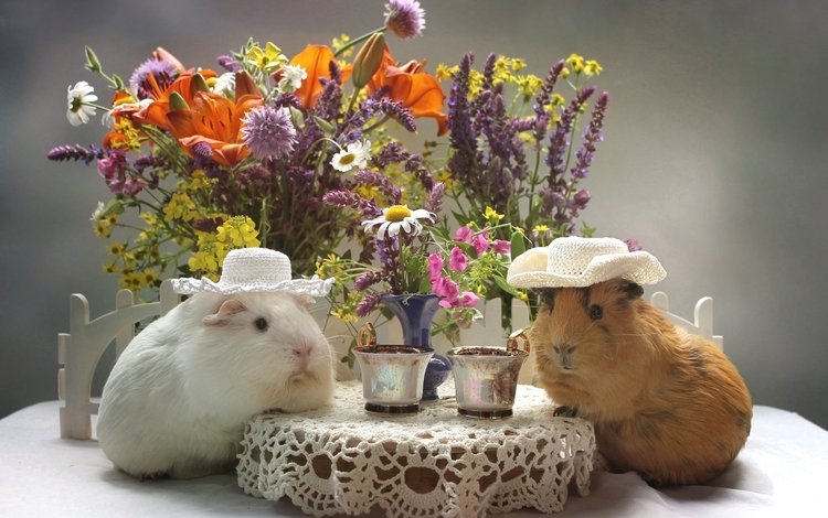цветы, лилия, букет, чашка, шляпа, морская свинка, flowers, lily, bouquet, cup, hat, guinea pig