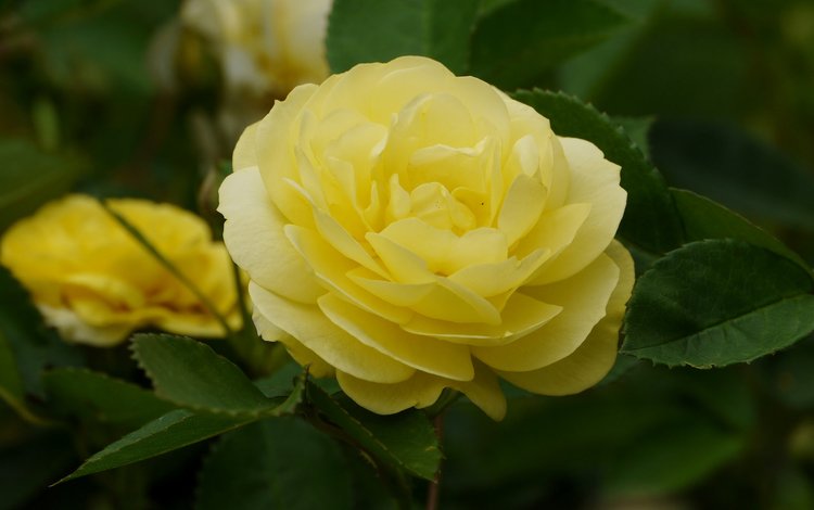 макро, роза, бутон, желтая роза, macro, rose, bud, yellow rose