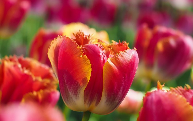 цветы, крупным планом, бутоны, макро, лепестки, бутон, весна, тюльпаны, боке, flowers, closeup, buds, macro, petals, bud, spring, tulips, bokeh
