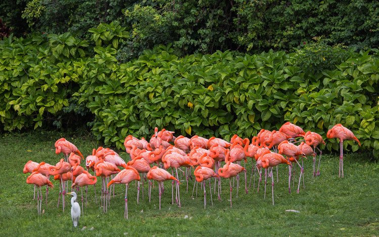 фламинго, птицы, розовые, цапля, a flock of pink flamingos, flamingo, birds, pink, heron