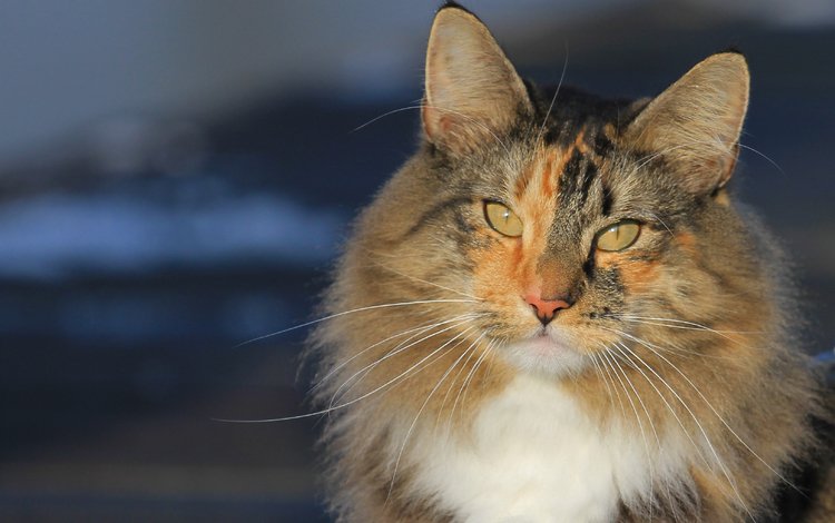 портрет, кот, мордочка, усы, кошка, взгляд, норвежская лесная кошка, portrait, cat, muzzle, mustache, look, norwegian forest cat