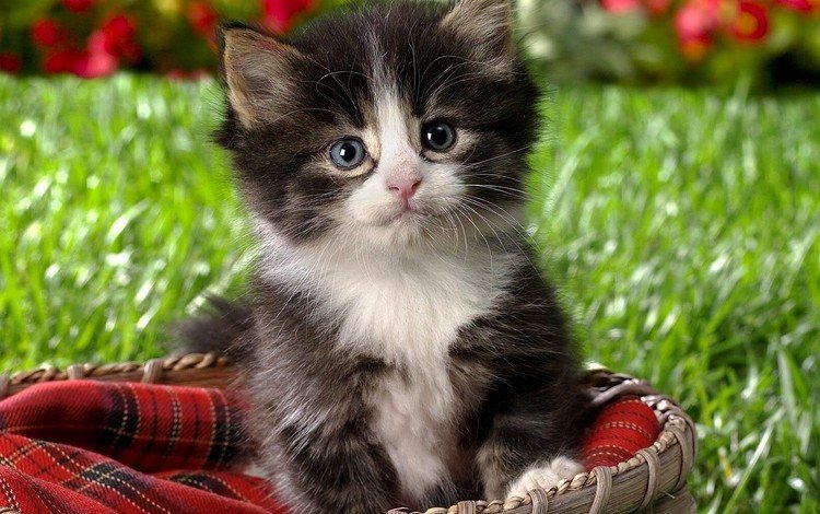 кот, котенок, маленький, пушистый, корзинка, cat, kitty, small, fluffy, basket