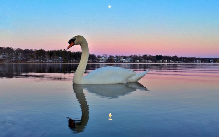 озеро, отражение, птица, лебедь, lake, reflection, bird, swan