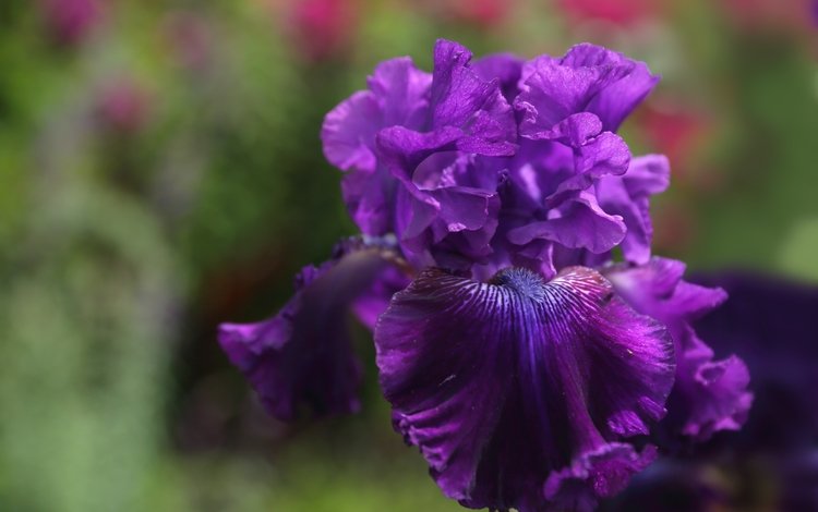 макро, цветок, фиолетовый, ирис, macro, flower, purple, iris