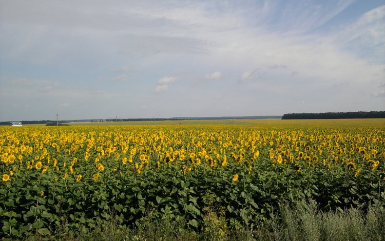 солнце, поле, лето, подсолнуха, the sun, field, summer, sunflower
