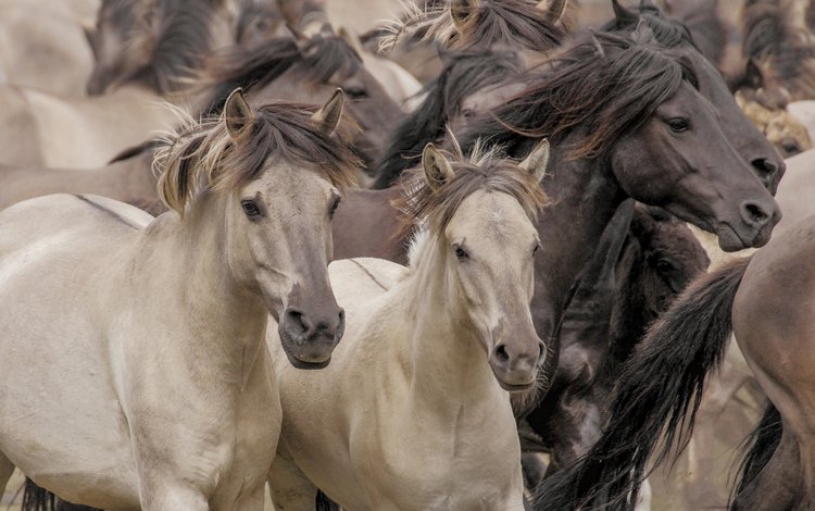 лошади, кони, табун, дикие лошади, horse, horses, the herd, wild horses