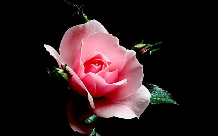 роза, черный фон, розовая, rose, black background, pink