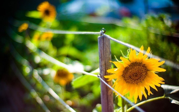 размытость, подсолнухи, ограда, боке, blur, sunflowers, fence, bokeh