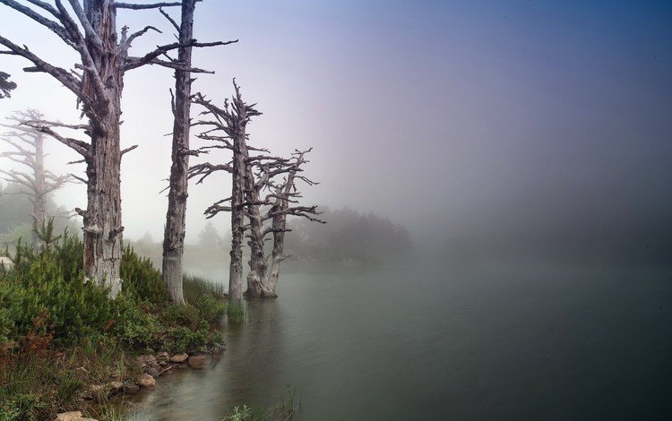 деревья, река, природа, берег, утро, стволы. туман, trees, river, nature, shore, morning, trunks. fog