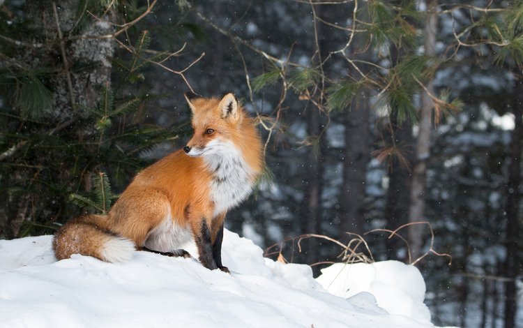 лес, зима, лиса, forest, winter, fox