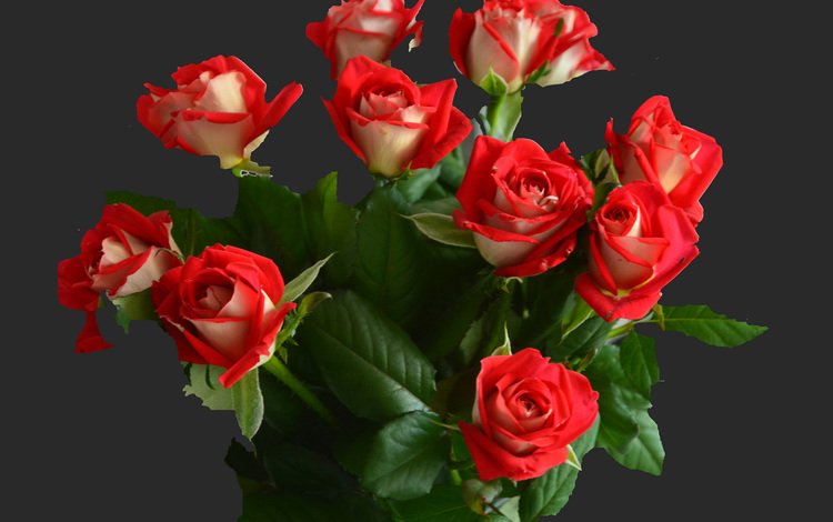 фон, розы, красные, букет, background, roses, red, bouquet