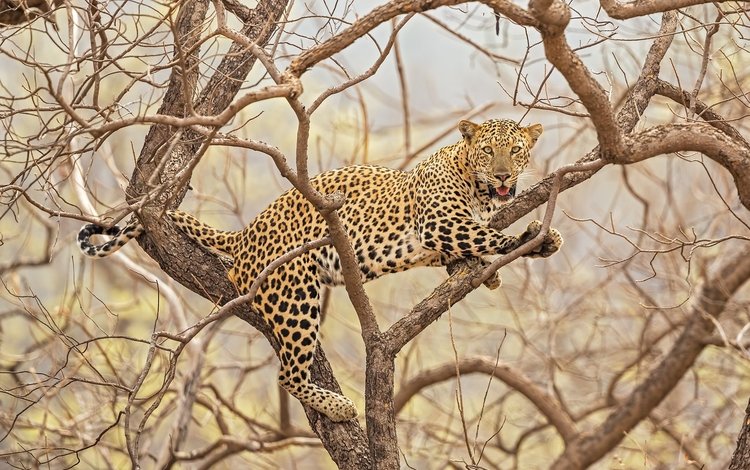 природа, дерево, леопард, хищник, большая кошка, nature, tree, leopard, predator, big cat
