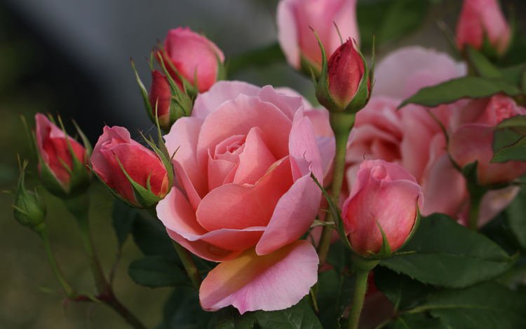 розы, розовые, куст, roses, pink, bush