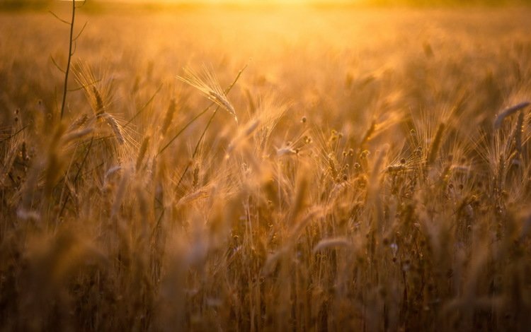природа, поле, лето, колосья, пшеница, рожь, nature, field, summer, ears, wheat, rye