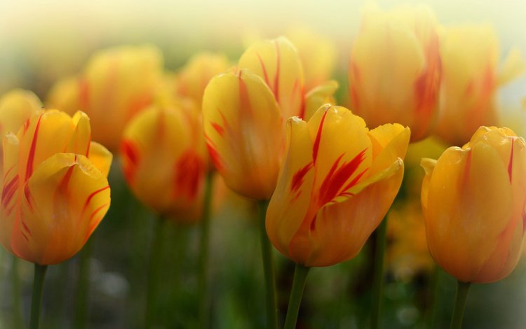 бутоны, макро, тюльпаны, боке, жёлтые тюльпаны, buds, macro, tulips, bokeh, yellow tulips