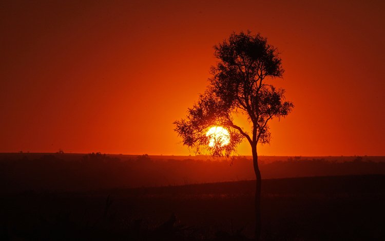 небо, солнце, дерево, закат, силуэт, the sky, the sun, tree, sunset, silhouette