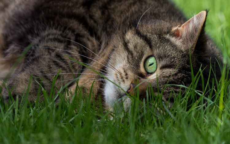 трава, кот, мордочка, кошка, взгляд, зеленые глаза, полосатый, grass, cat, muzzle, look, green eyes, striped