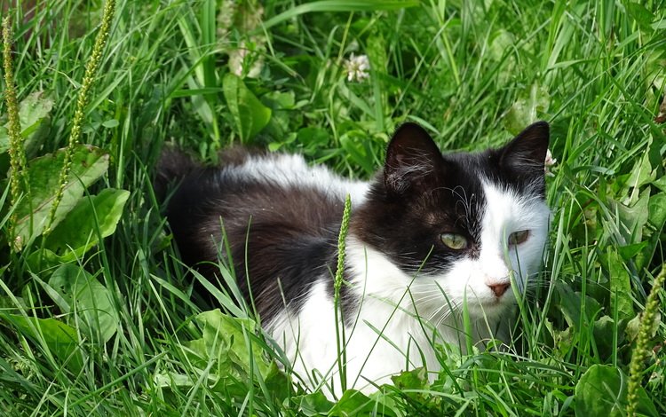 трава, кошка, взгляд, уши, пёстрая, grass, cat, look, ears, motley