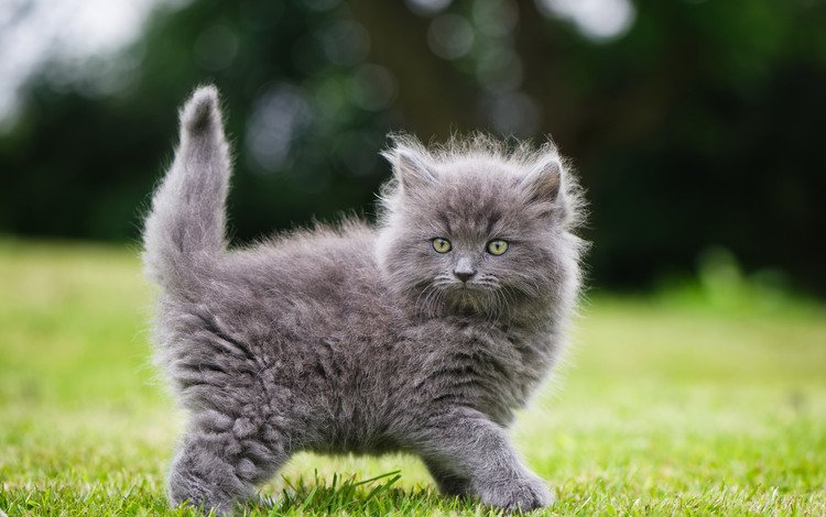 трава, кошка, взгляд, котенок, пушистый, серый, grass, cat, look, kitty, fluffy, grey
