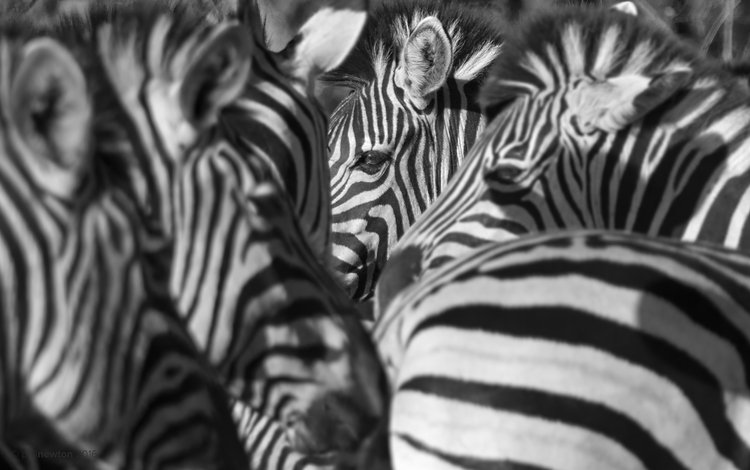 природа, зебра, фон, зебры, nature, zebra, background