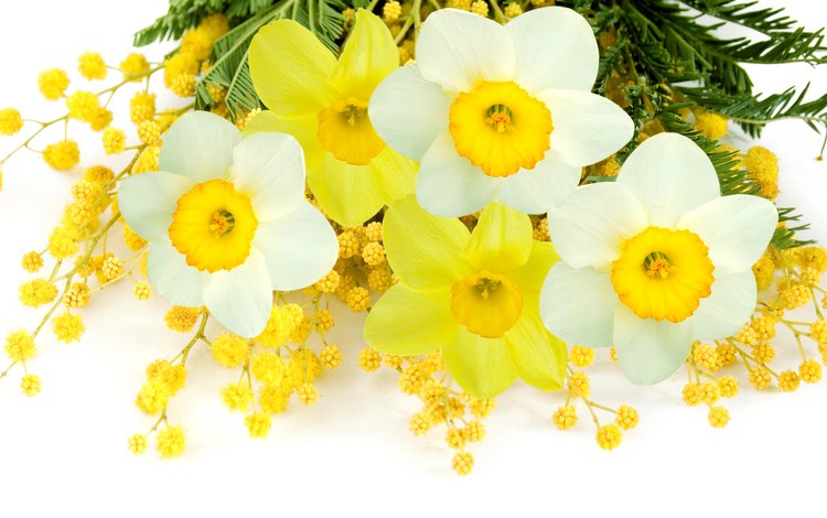 цветы, фото, букет, нарциссы, мимоза, мимозы, flowers, photo, bouquet, daffodils, mimosa