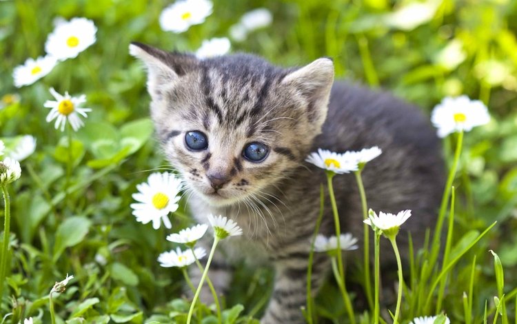 цветы, мордочка, взгляд, котенок, ромашки, малыш, flowers, muzzle, look, kitty, chamomile, baby