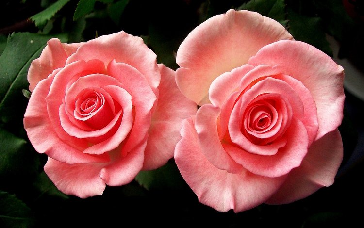 розы, пара, розовые, roses, pair, pink