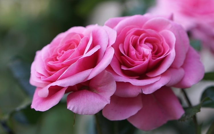 цветы, бутоны, макро, розы, лепестки, розовый, flowers, buds, macro, roses, petals, pink