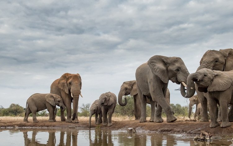 природа, африка, слоны, хобот, бивни, nature, africa, elephants, trunk, tusks