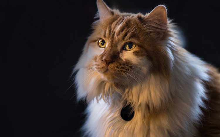 фон, портрет, кот, кошка, взгляд, пушистая, background, portrait, cat, look, fluffy