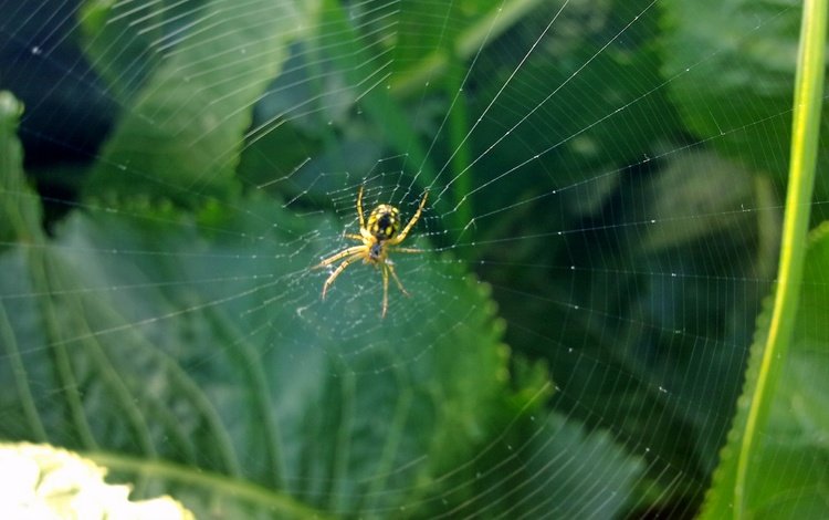 зелень, насекомое, лето, паук, паутина, greens, insect, summer, spider, web