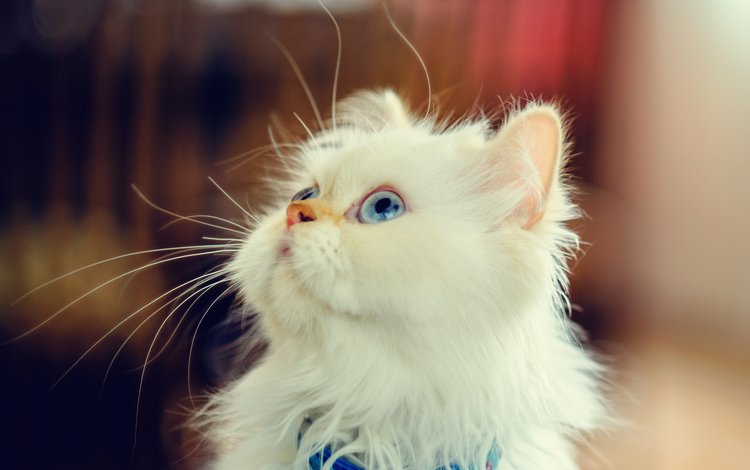 мордочка, взгляд, котенок, пушистый, белый, muzzle, look, kitty, fluffy, white