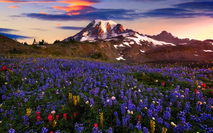 цветы, горы, пейзаж, flowers, mountains, landscape