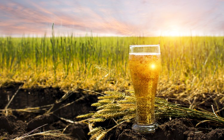 небо, колосья, трава, пиво, солнце, пузырьки, земля, боке, напиток, поле, горизонт, бокал, the sky, ears, grass, beer, the sun, bubbles, earth, bokeh, drink, field, horizon, glass