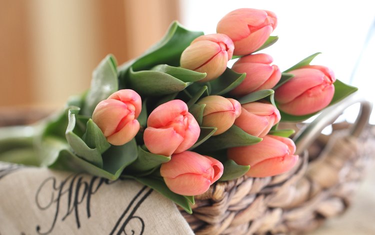 бутоны, букет, тюльпаны, buds, bouquet, tulips