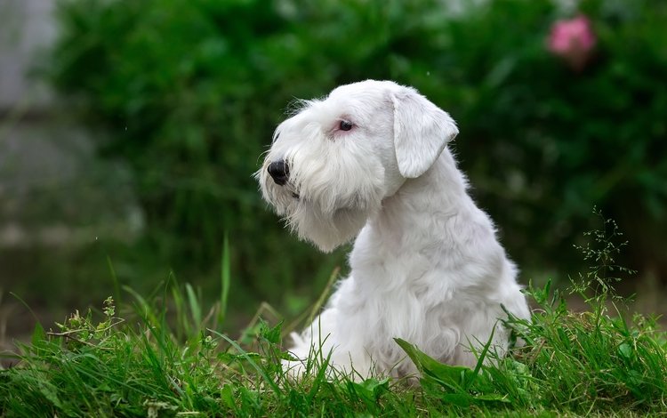 трава, белый, щенок, порода, силихем-терьер, grass, white, puppy, breed, the sealyham terrier