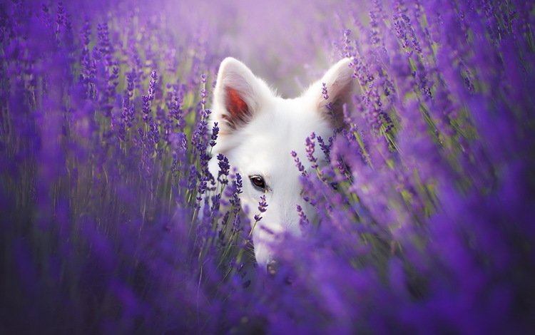взгляд, собака, друг, лаванды, look, dog, each, lavender