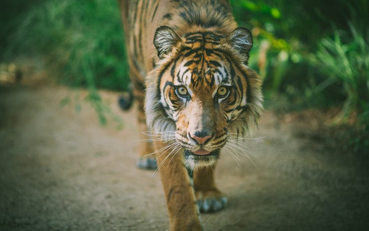 тигр, хищник, животное, tiger, predator, animal
