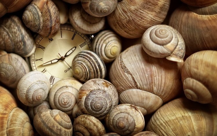 часы, ракушки, время, watch, shell, time