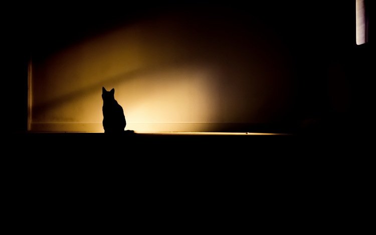 свет, кошка, тень, комната, light, cat, shadow, room