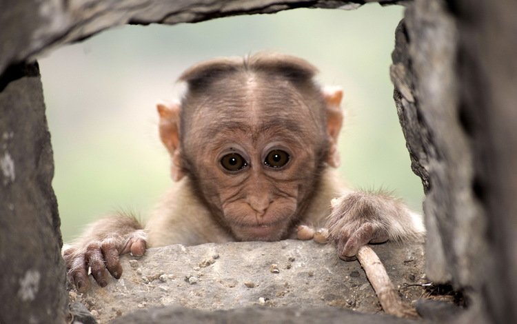 фон, взгляд, обезьяна, примат, макака, background, look, monkey, the primacy of
