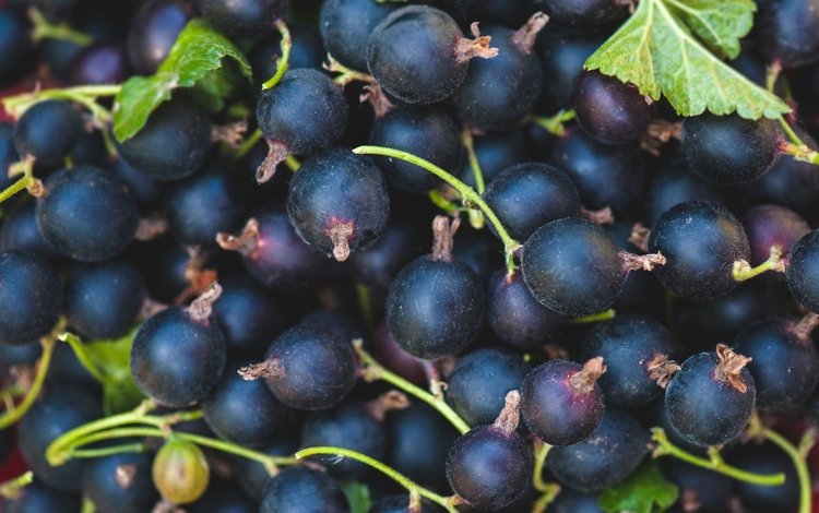 ягоды, черная, смородина, berries, black, currants