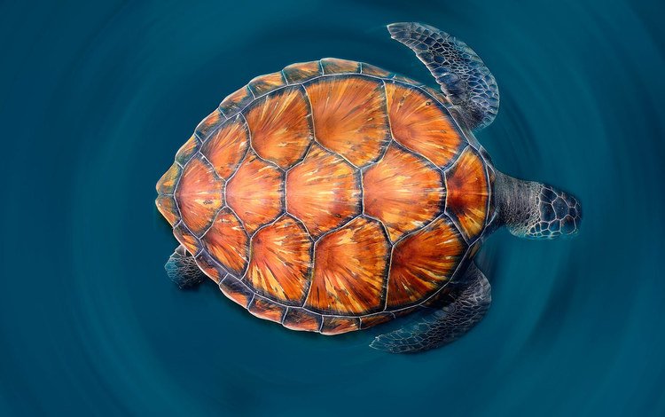 море, черепаха, панцирь, sea, turtle, shell