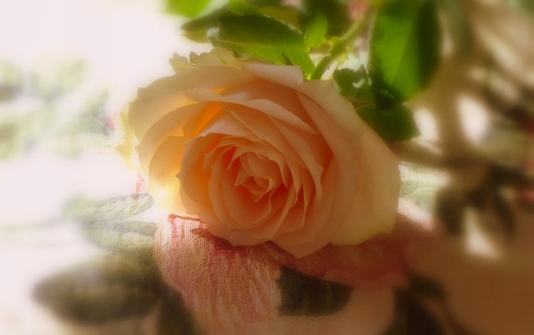 роза, тени, желтая роза, rose, shadows, yellow rose