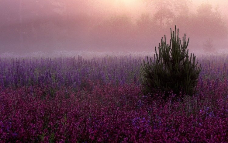 цветы, елка, туман, поляна, розовые, дымка, фиолетовые, сиреневые, flowers, tree, fog, glade, pink, haze, purple, lilac