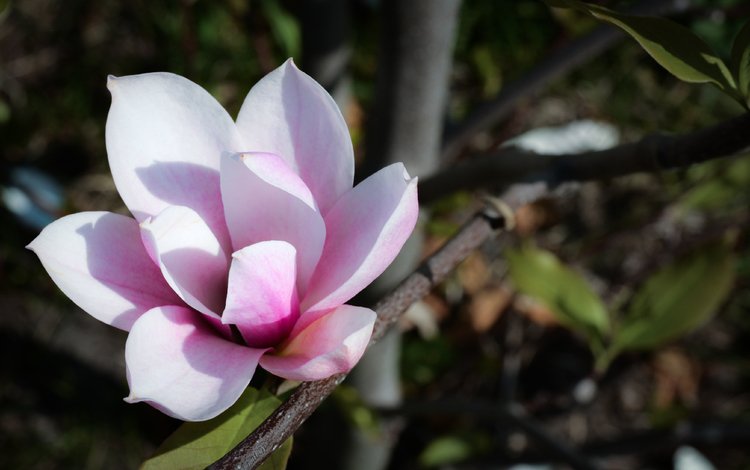 цветок, лето, белый, магнолия, flower, summer, white, magnolia