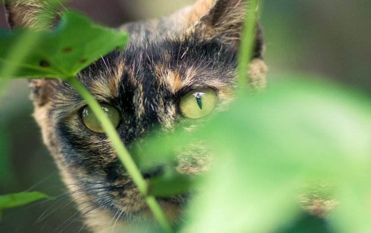зелень, кот, кошка, взгляд, greens, cat, look