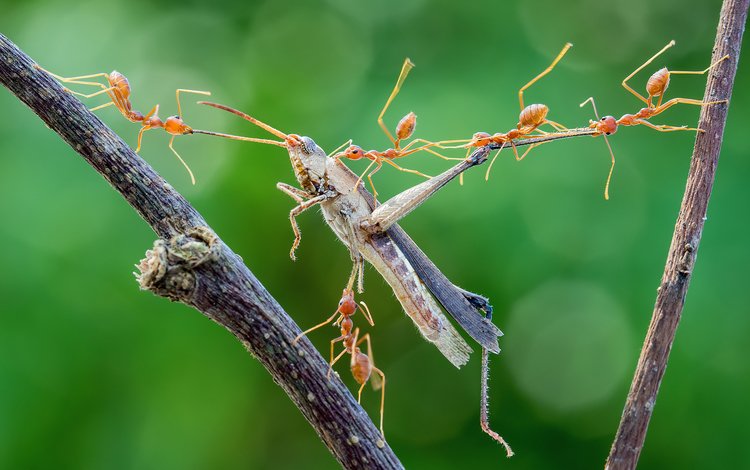 макро, насекомые, охота, кузнечик, муравьи, нападение, добыча, macro, insects, hunting, grasshopper, ants, attack, mining