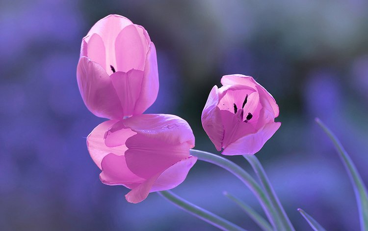 цветы, бутоны, фон, весна, тюльпаны, трио, flowers, buds, background, spring, tulips, trio